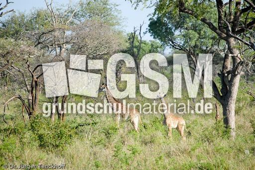 Giraffe (53 von 94).jpg